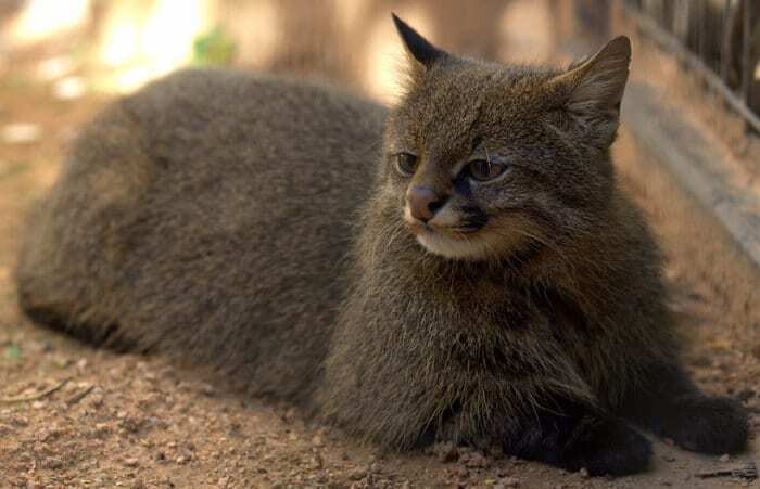Дикие кошки: топ-20 редких видов животных, о которых многие не слышали
