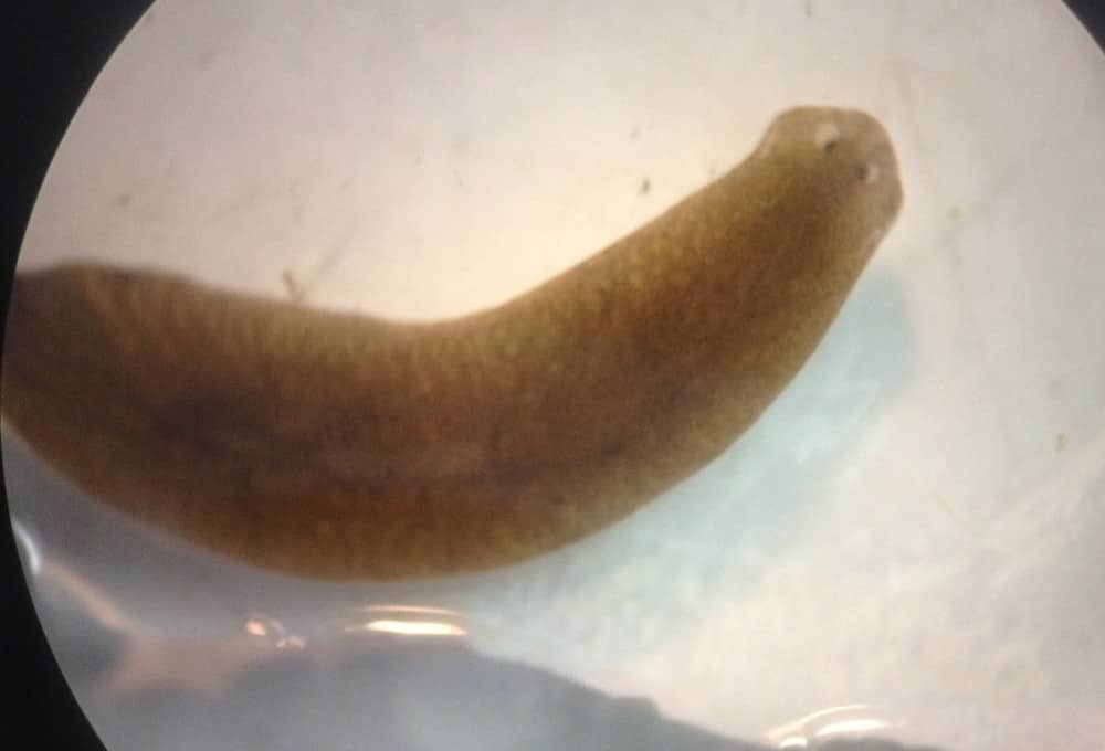 Біологи створили моторошних черв'яків з головою від інших тварин: фотофакт