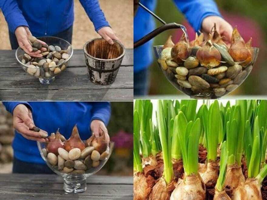 Манго, морковь и ананас: как создать необычный сад у себя дома