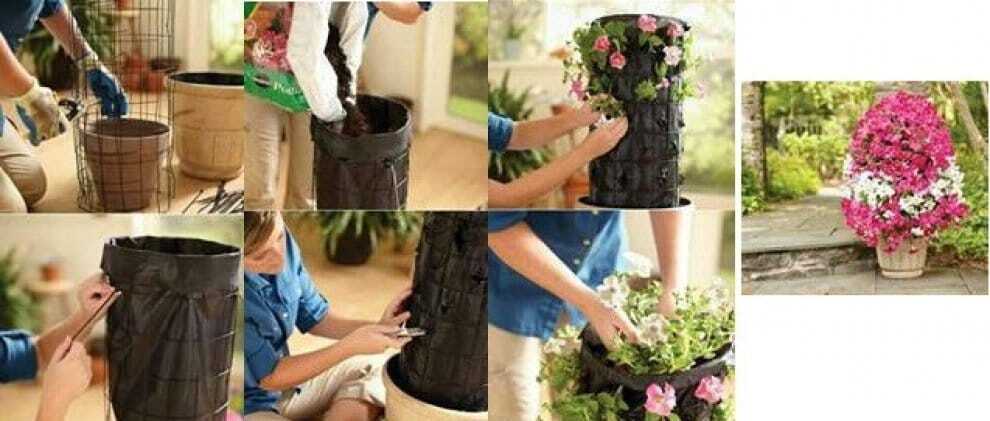 Манго, морковь и ананас: как создать необычный сад у себя дома