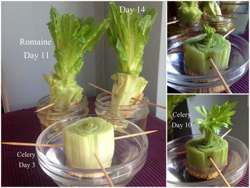 Манго, морковь и ананас: как создать необычный сад у себя дома