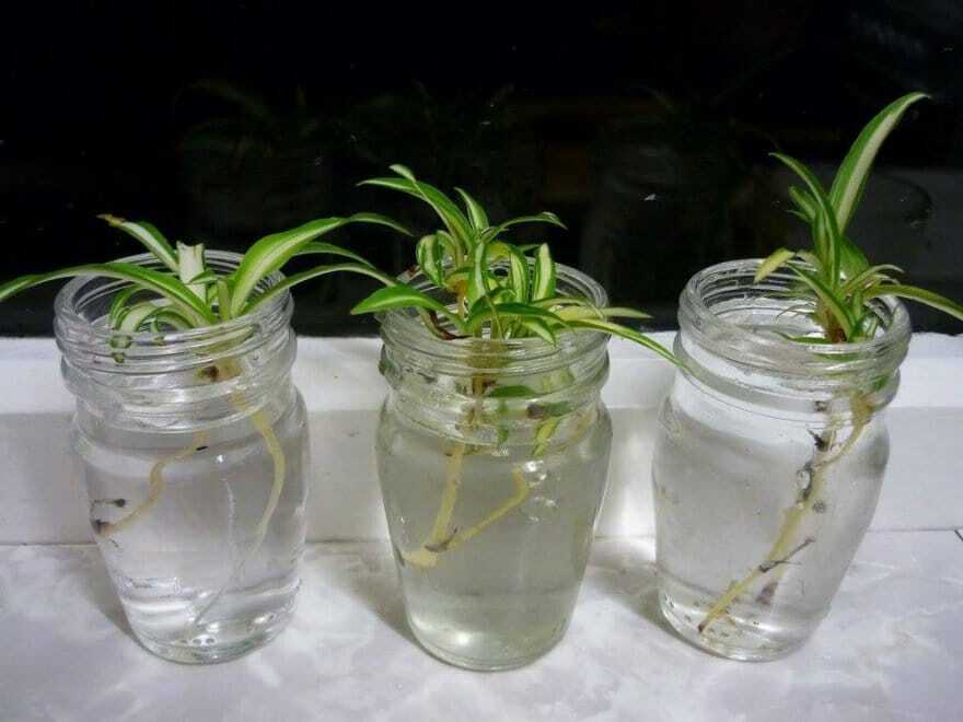 Манго, морковь и ананас: как создать необычный сад у себя дома