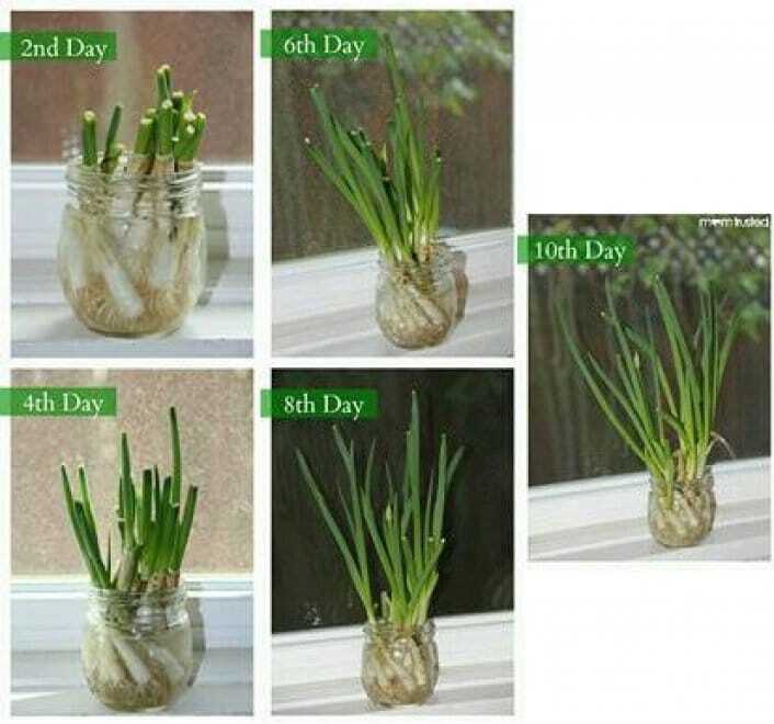 Манго, морковь и ананас: как создать необычный сад у себя дома