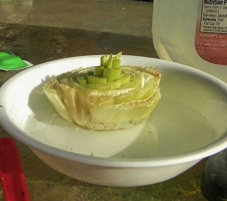 Манго, морковь и ананас: как создать необычный сад у себя дома