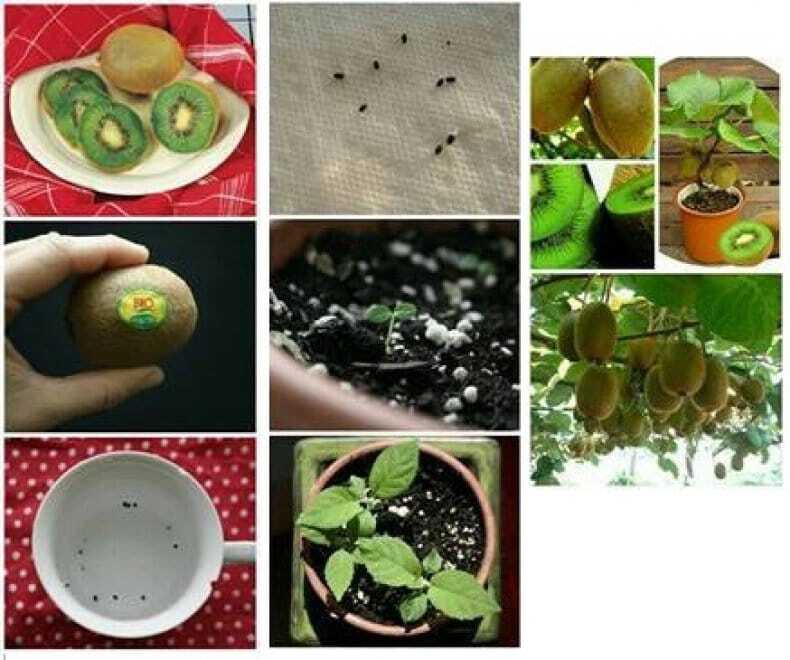 Манго, морковь и ананас: как создать необычный сад у себя дома