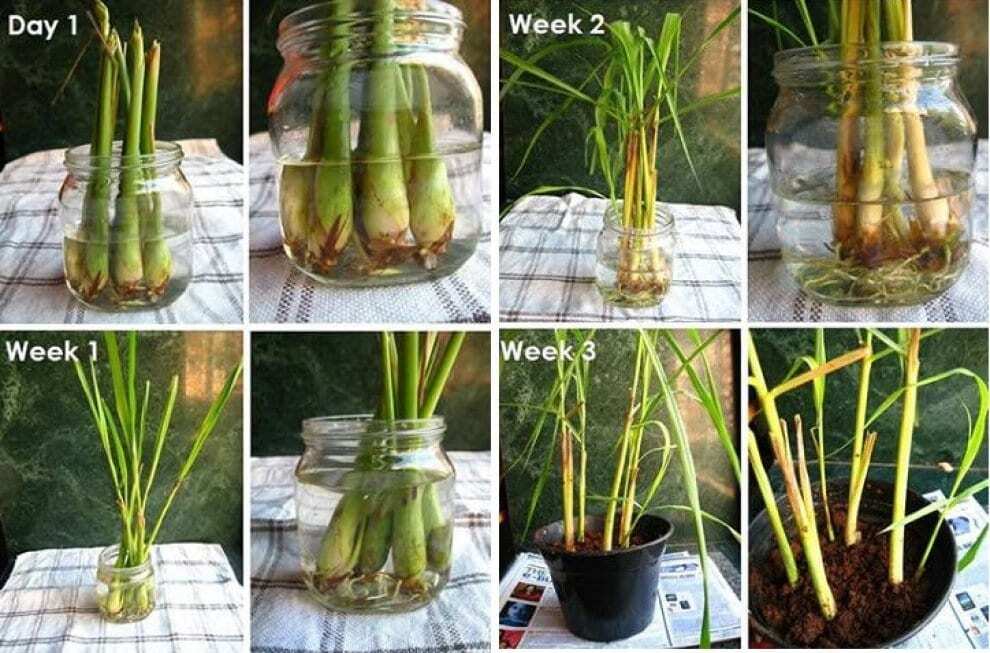 Манго, морковь и ананас: как создать необычный сад у себя дома