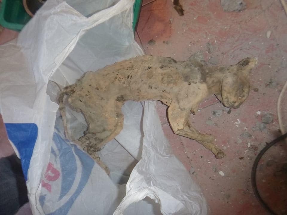 В Киеве кот упал в вентиляционную шахту: находка шокировала спасателей. Жуткие фото