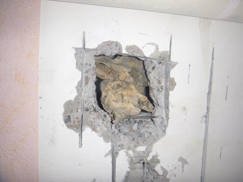 В Киеве кот упал в вентиляционную шахту: находка шокировала спасателей. Жуткие фото