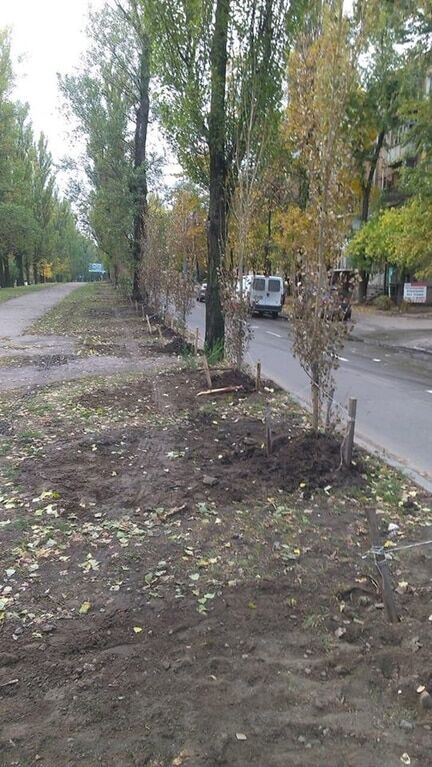 Тополиный пух все? В Киеве высадили сотню уникальных деревьев