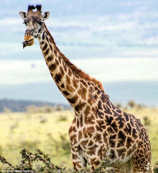 Птичка устроила жирафу бесплатный стоматологический осмотр