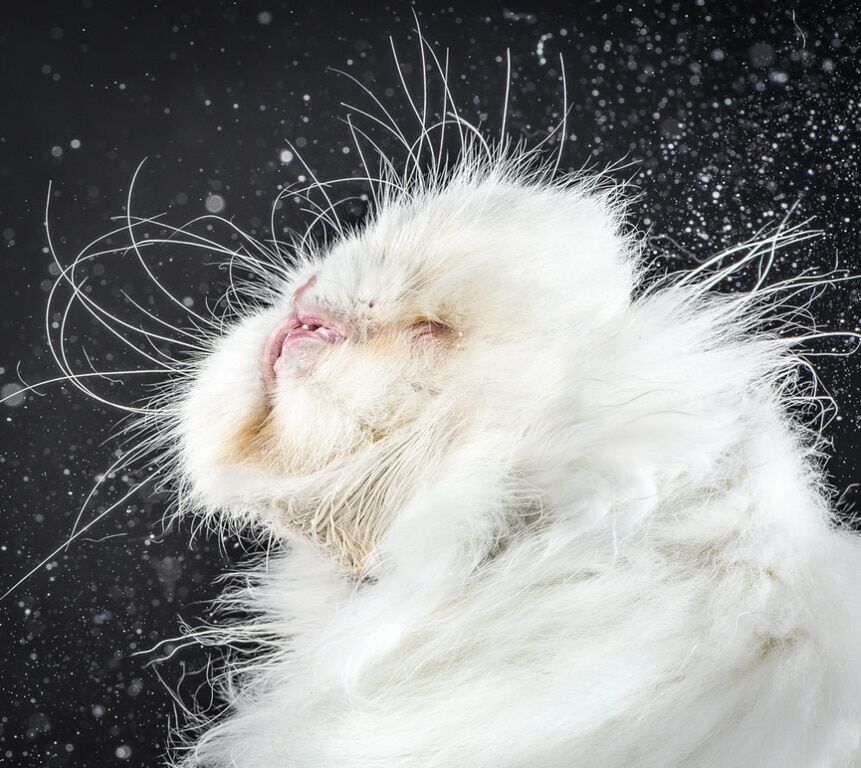 Самые нефотогиничные милашки: коты, над которыми смеется весь интернет