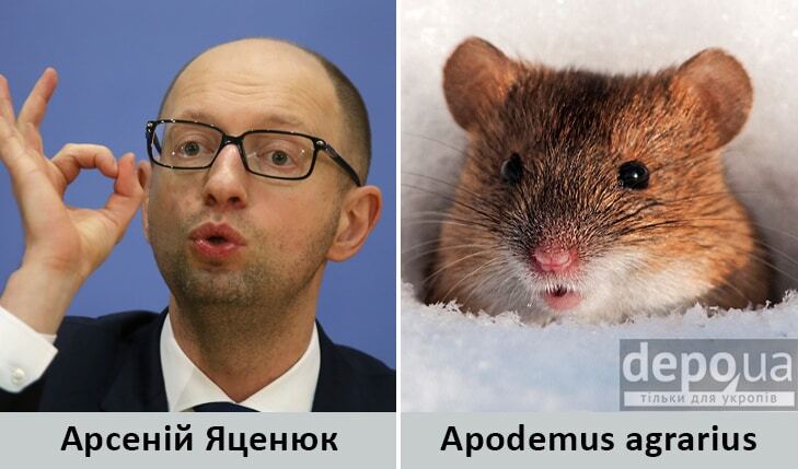 Мыши и бульдоги: Яценюка, Меркель и других политиков сравнили с животными