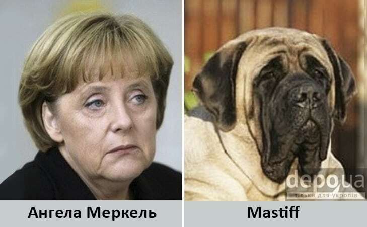 Мыши и бульдоги: Яценюка, Меркель и других политиков сравнили с животными