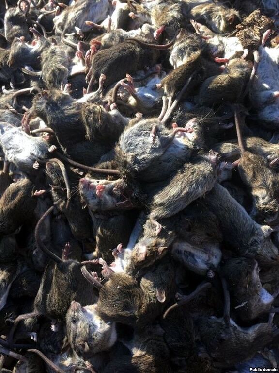 Їх мільярди! Донбас атакують полчища мишей: страшні фото