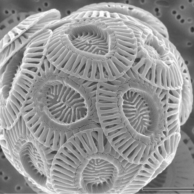 Вещи под микроскопом: 25 потрясающих кадров
