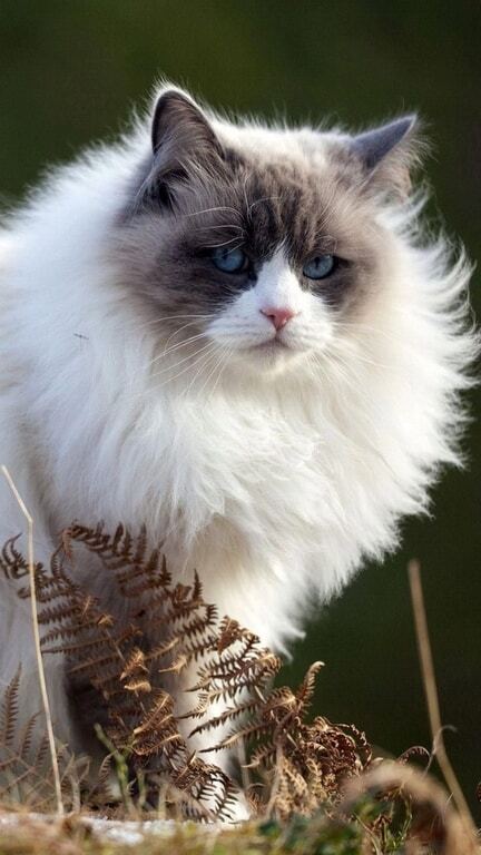 Владелицы шуб: топ-25 самых пушистых кошек в мире