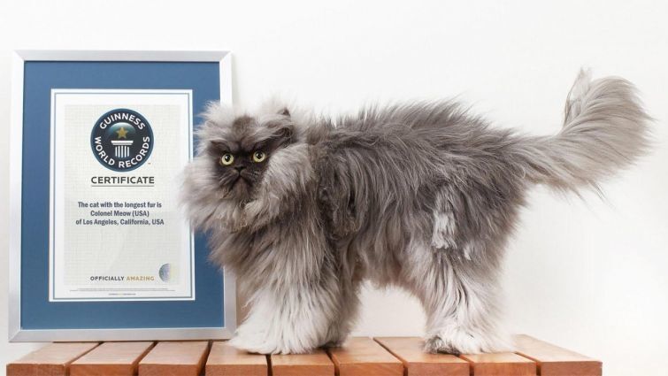 Владелицы шуб: топ-25 самых пушистых кошек в мире