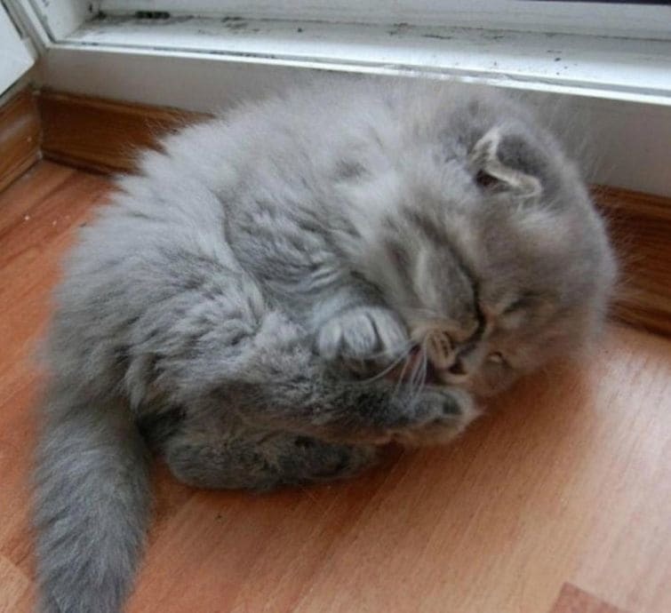 Владелицы шуб: топ-25 самых пушистых кошек в мире