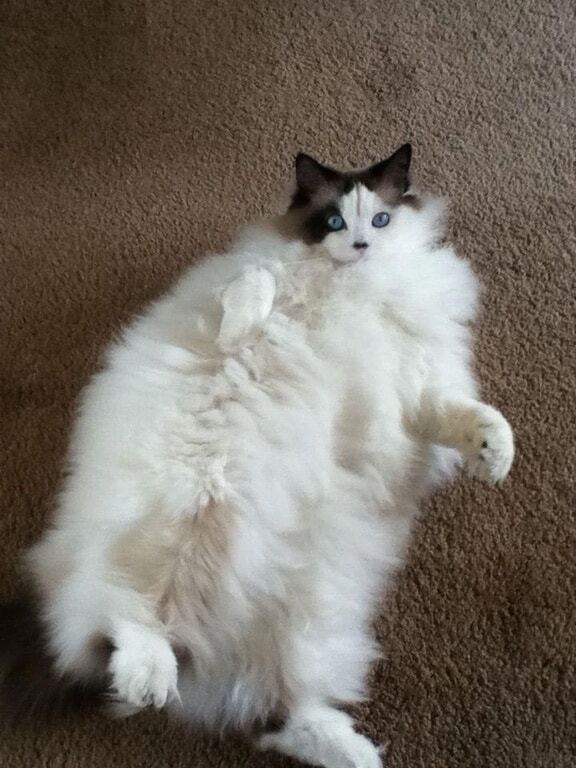 Владелицы шуб: топ-25 самых пушистых кошек в мире