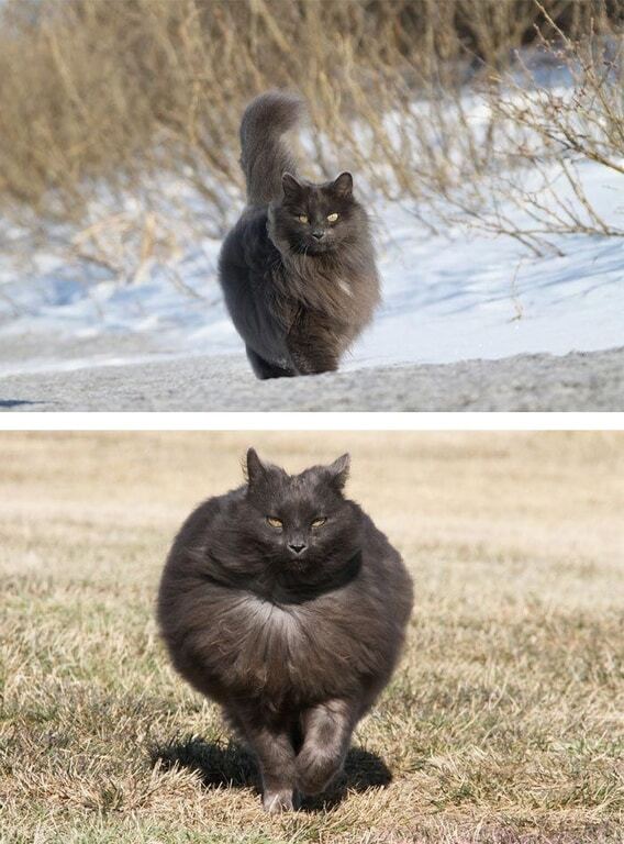 Владелицы шуб: топ-25 самых пушистых кошек в мире