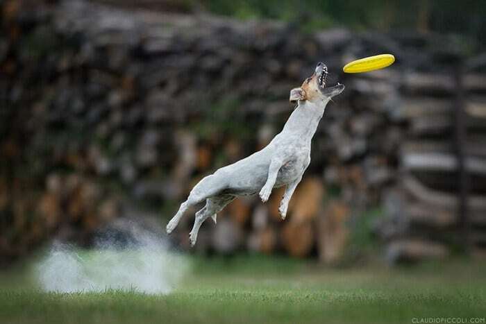 Летающие собаки в забавных и трогательных снимках итальянского фотографа