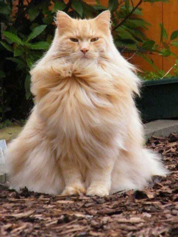 Владелицы шуб: топ-25 самых пушистых кошек в мире