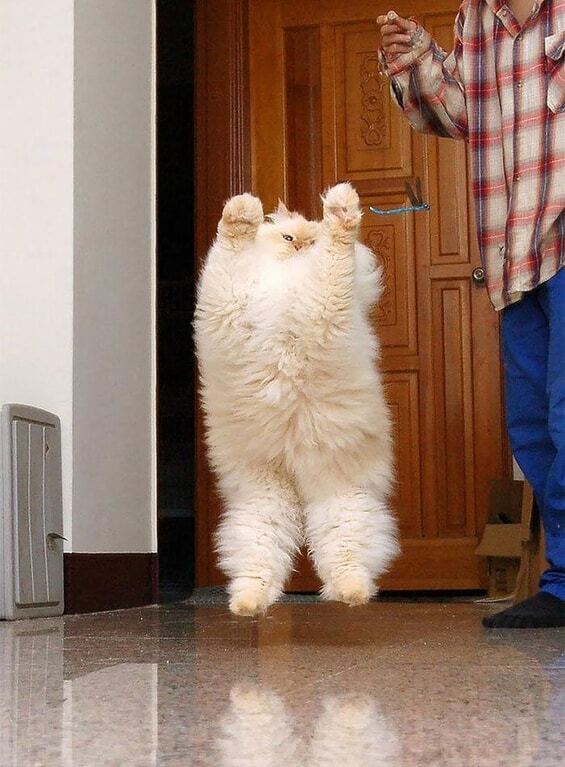 Владелицы шуб: топ-25 самых пушистых кошек в мире