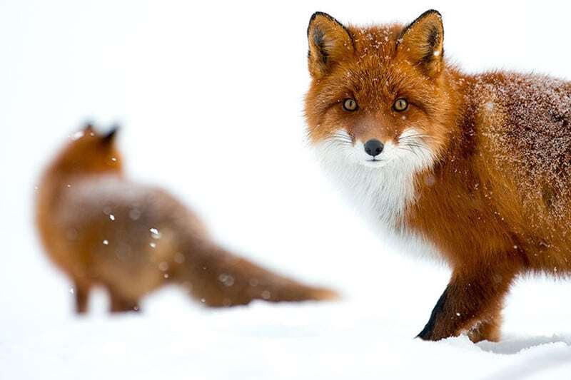 Очарование лисиц в красочных снимках, сделанных за полярным кругом
