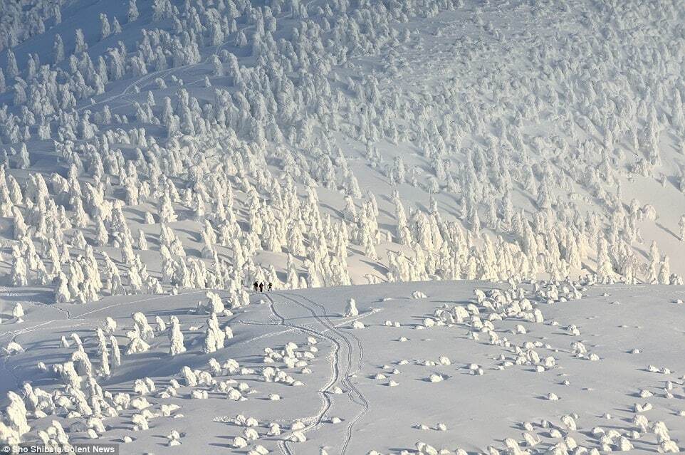 Деревья-снеговики: потрясающие фотографии заснеженных склонов гор в Японии