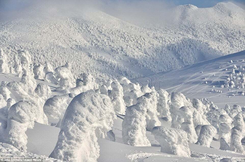 Деревья-снеговики: потрясающие фотографии заснеженных склонов гор в Японии