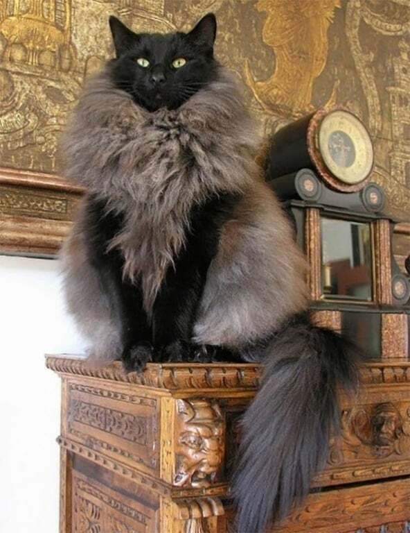 Владелицы шуб: топ-25 самых пушистых кошек в мире