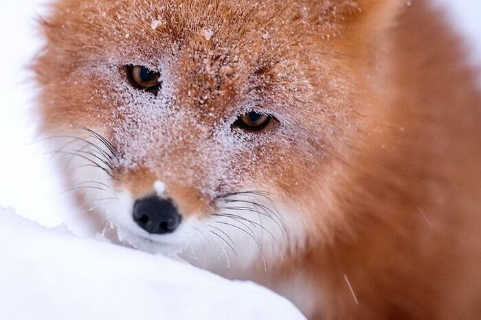 Очарование лисиц в красочных снимках, сделанных за полярным кругом