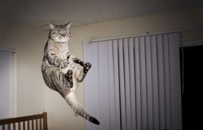 Коты умеют летать: 10 потрясающих фото животных 