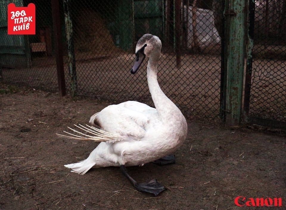 В киевском зоопарке спасли беспомощного лебедя