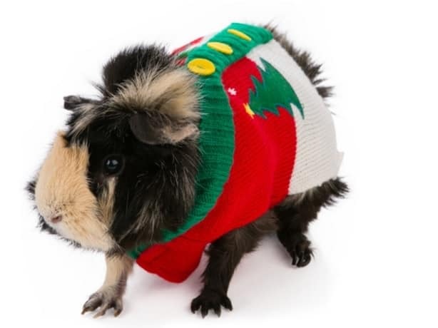 К зиме готовы: 10 смешных фото животных в свитерах