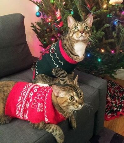 К зиме готовы: 10 смешных фото животных в свитерах