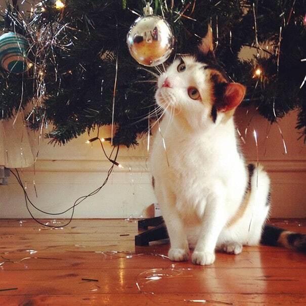 Коты против новогодних елок: забавные фото эпичного противостояния