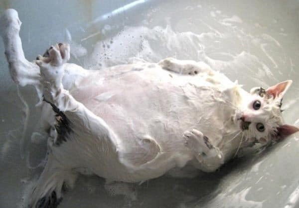 "Неправильные" коты, которые просто обожают воду: забавная подборка