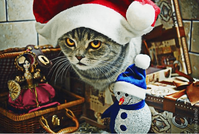 Рождественская фотосессия кошки стала хитом сети