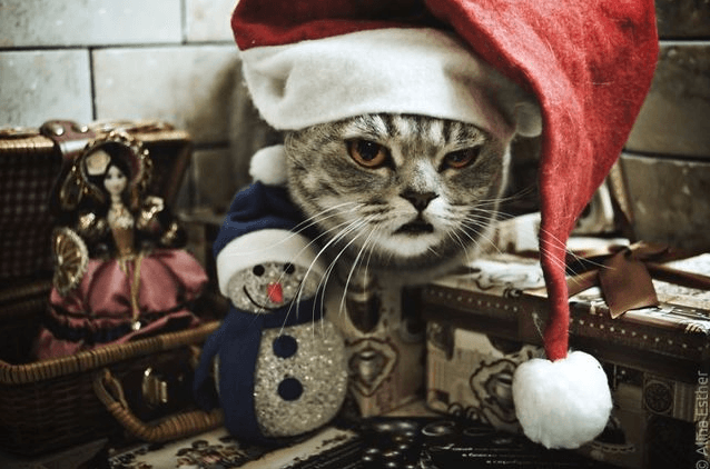 Рождественская фотосессия кошки стала хитом сети