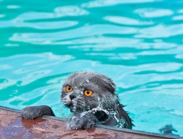 "Неправильные" коты, которые просто обожают воду: забавная подборка