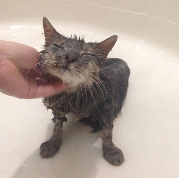 "Неправильные" коты, которые просто обожают воду: забавная подборка