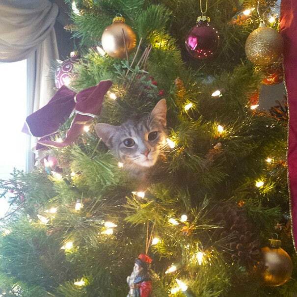 Коты против новогодних елок: забавные фото эпичного противостояния