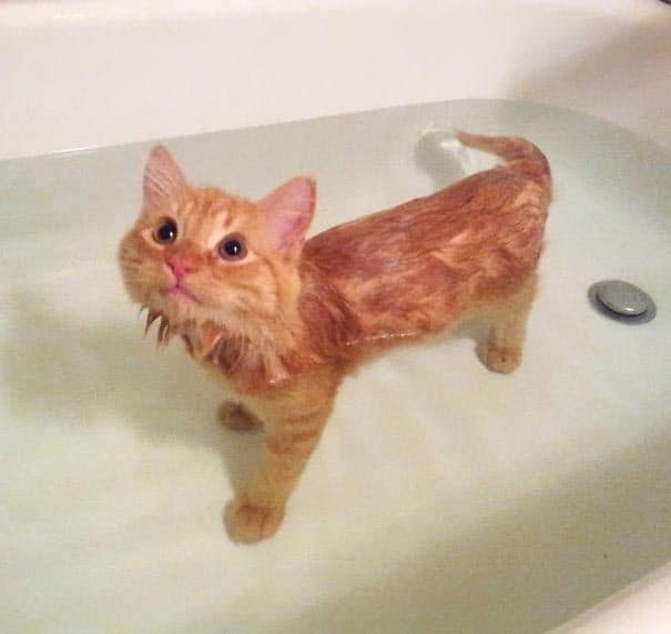 "Неправильные" коты, которые просто обожают воду: забавная подборка