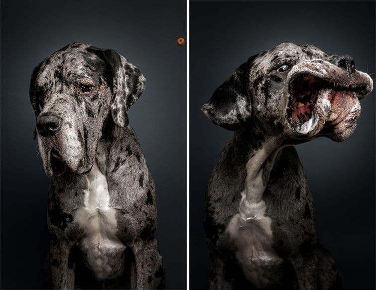 Голодные псы: сеть покорили эмоциональные фото собак