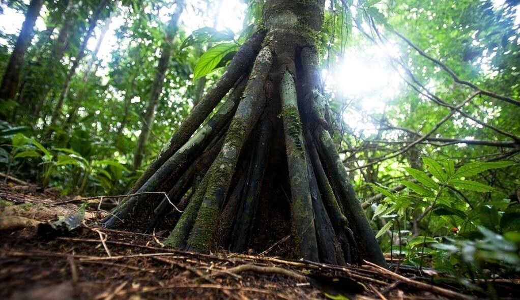 Вчених вразили "ходячі" дерева з жарких тропіків