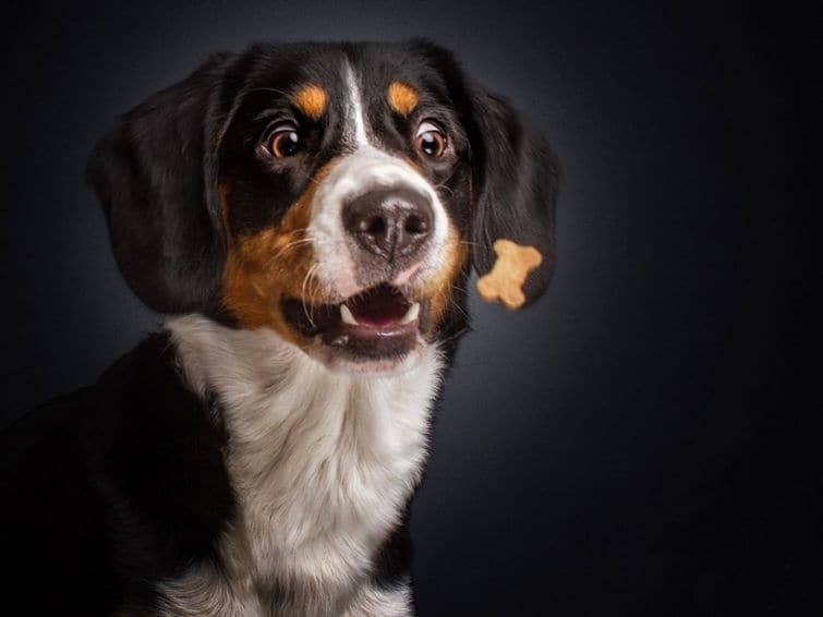 Голодные псы: сеть покорили эмоциональные фото собак