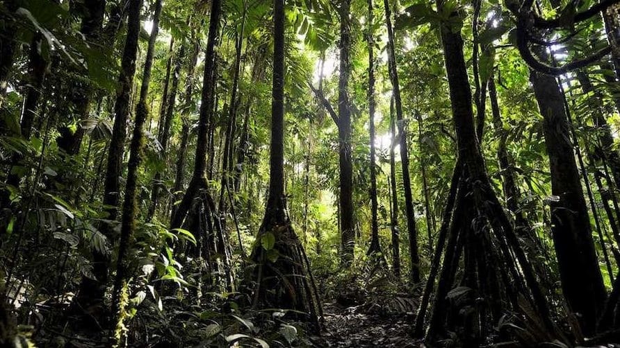 Ученых поразили "ходячие" деревья из жарких тропиков