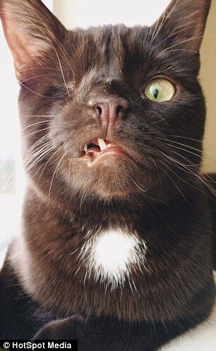 Интернет покорил смелый одноглазый кот-пират: опубликованы фото