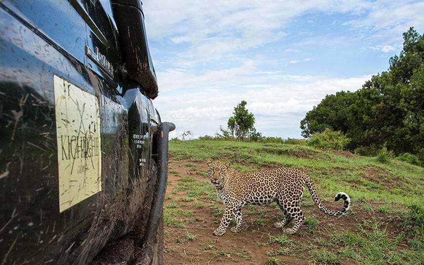 Дикая природа: яркие фото заповедника Масаи-Мара в Кении